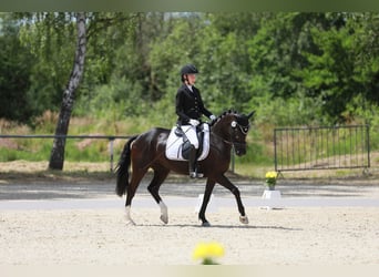 German Riding Pony, Mare, 8 years, 14.1 hh, Black