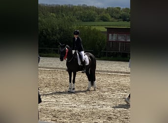 German Riding Pony, Mare, 8 years, 14,1 hh, Black