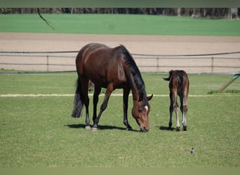 German Riding Pony, Mare, 8 years, 14.1 hh, Brown