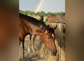 German Riding Pony, Mare, 8 years, 14.1 hh, Brown