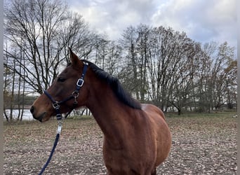 German Riding Pony, Mare, 8 years, 14.1 hh, Brown