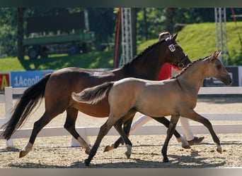 German Riding Pony, Mare, 8 years, 14.1 hh, Brown