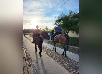 German Riding Pony, Mare, 8 years, 14,1 hh, Brown