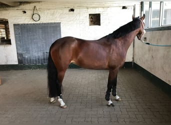 German Riding Pony, Mare, 8 years, 14.1 hh, Brown