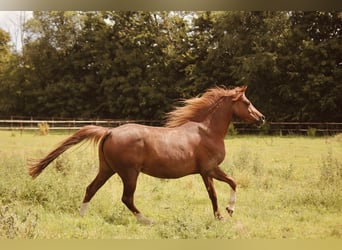 German Riding Pony, Mare, 8 years, 14.1 hh, Chestnut-Red