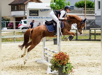 German Riding Pony, Mare, 8 years, 14.1 hh, Chestnut-Red