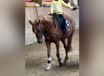 German Riding Pony, Mare, 8 years, 14,1 hh, Chestnut-Red