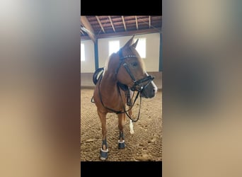 German Riding Pony, Mare, 8 years, 14.1 hh, Chestnut