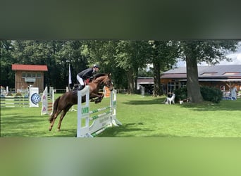 German Riding Pony, Mare, 8 years, 14.1 hh, Chestnut