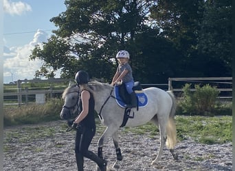 German Riding Pony, Mare, 8 years, 14.1 hh, Grey-Fleabitten