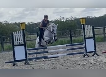 German Riding Pony, Mare, 8 years, 14.1 hh, Grey-Fleabitten