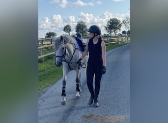 German Riding Pony, Mare, 8 years, 14.1 hh, Grey-Fleabitten