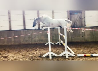 German Riding Pony, Mare, 8 years, 14.1 hh, Grey-Fleabitten