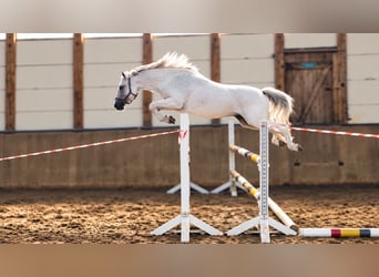 German Riding Pony, Mare, 8 years, 14.1 hh, Grey-Fleabitten