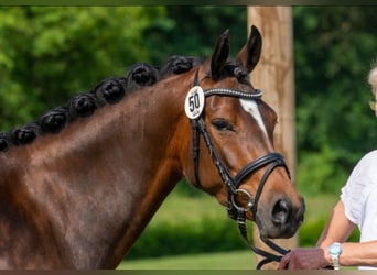 German Riding Pony, Mare, 8 years, 14.2 hh, Brown