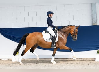 German Riding Pony, Mare, 8 years, 14.2 hh, Brown