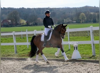 German Riding Pony, Mare, 8 years, 14.2 hh, Brown