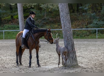 German Riding Pony, Mare, 8 years, 14.2 hh, Brown