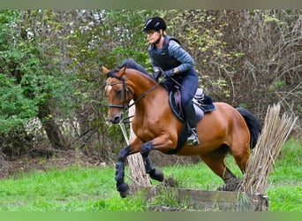 German Riding Pony, Mare, 8 years, 14.2 hh, Brown