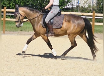 German Riding Pony, Mare, 8 years, 14.2 hh, Buckskin