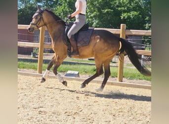 German Riding Pony, Mare, 8 years, 14.2 hh, Buckskin