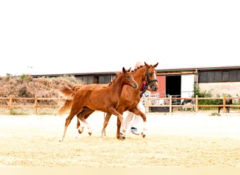 German Riding Pony, Mare, 8 years, 14.2 hh, Chestnut-Red