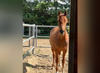 German Riding Pony, Mare, 8 years, 14.2 hh, Chestnut-Red