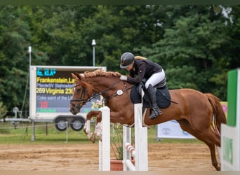 German Riding Pony, Mare, 8 years, 14.2 hh, Chestnut-Red