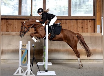 German Riding Pony, Mare, 8 years, 14.2 hh, Chestnut-Red