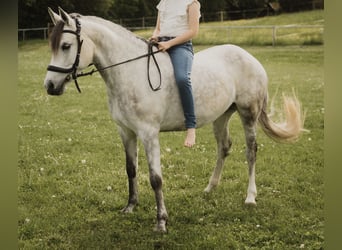 German Riding Pony, Mare, 8 years, 14.2 hh, Grey