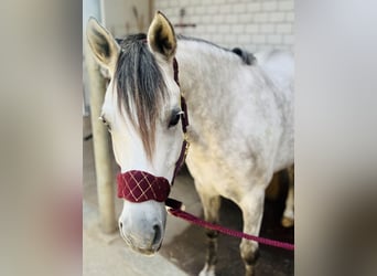 German Riding Pony, Mare, 8 years, 14.2 hh, Grey