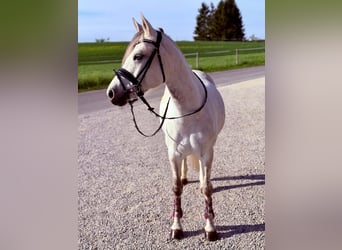 German Riding Pony, Mare, 8 years, 14.2 hh, Grey