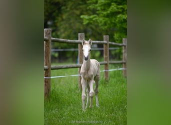 German Riding Pony, Mare, 8 years, 14.2 hh, Palomino