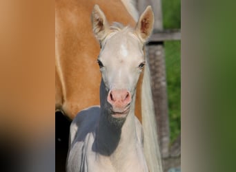 German Riding Pony, Mare, 8 years, 14.2 hh, Palomino