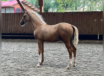 German Riding Pony, Mare, 8 years, 14.2 hh, Palomino