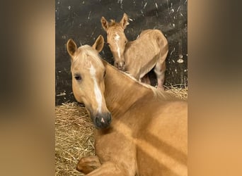 German Riding Pony, Mare, 8 years, 14.2 hh, Palomino