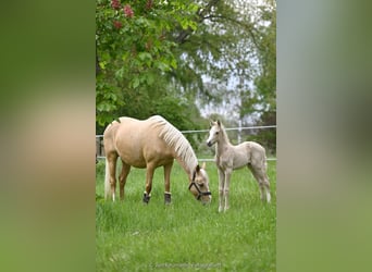 German Riding Pony, Mare, 8 years, 14.2 hh, Palomino