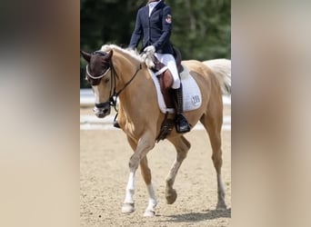 German Riding Pony, Mare, 8 years, 14.2 hh, Palomino