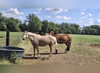 German Riding Pony, Mare, 8 years, 14.2 hh, Palomino