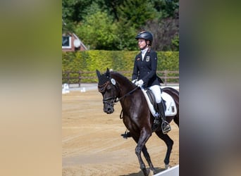 German Riding Pony, Mare, 8 years, 14,2 hh, Smoky-Black