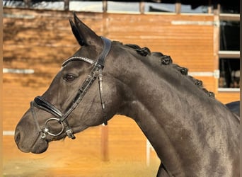 German Riding Pony, Mare, 8 years, 14.3 hh, Black