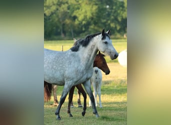 German Riding Pony, Mare, 8 years, 14.3 hh, Grey-Dapple