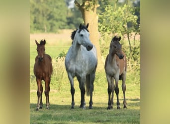 German Riding Pony, Mare, 8 years, 14.3 hh, Grey-Dapple