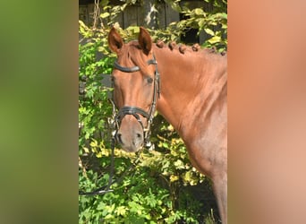 German Riding Pony, Mare, 8 years, 14 hh, Chestnut-Red