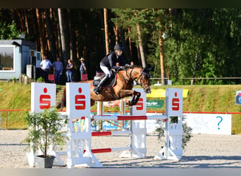 German Riding Pony, Mare, 8 years, 14 hh, Chestnut-Red