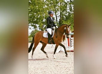 German Riding Pony, Mare, 8 years, 14 hh, Dun