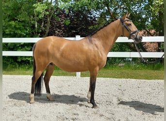 German Riding Pony, Mare, 8 years, 14 hh, Dun