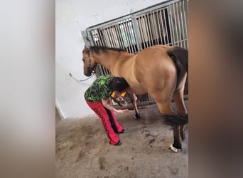 German Riding Pony, Mare, 8 years, 14 hh, Dun