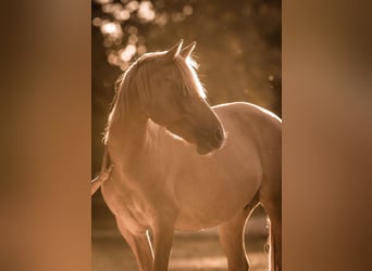 German Riding Pony, Mare, 8 years, 14 hh, Red Dun