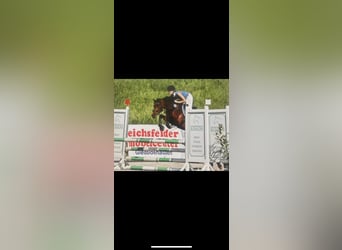 German Riding Pony, Mare, 8 years, 14,1 hh, Brown